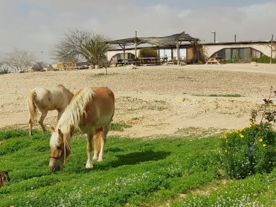 סוסים במרעה חוות מתנת מדבר חאן במדבר